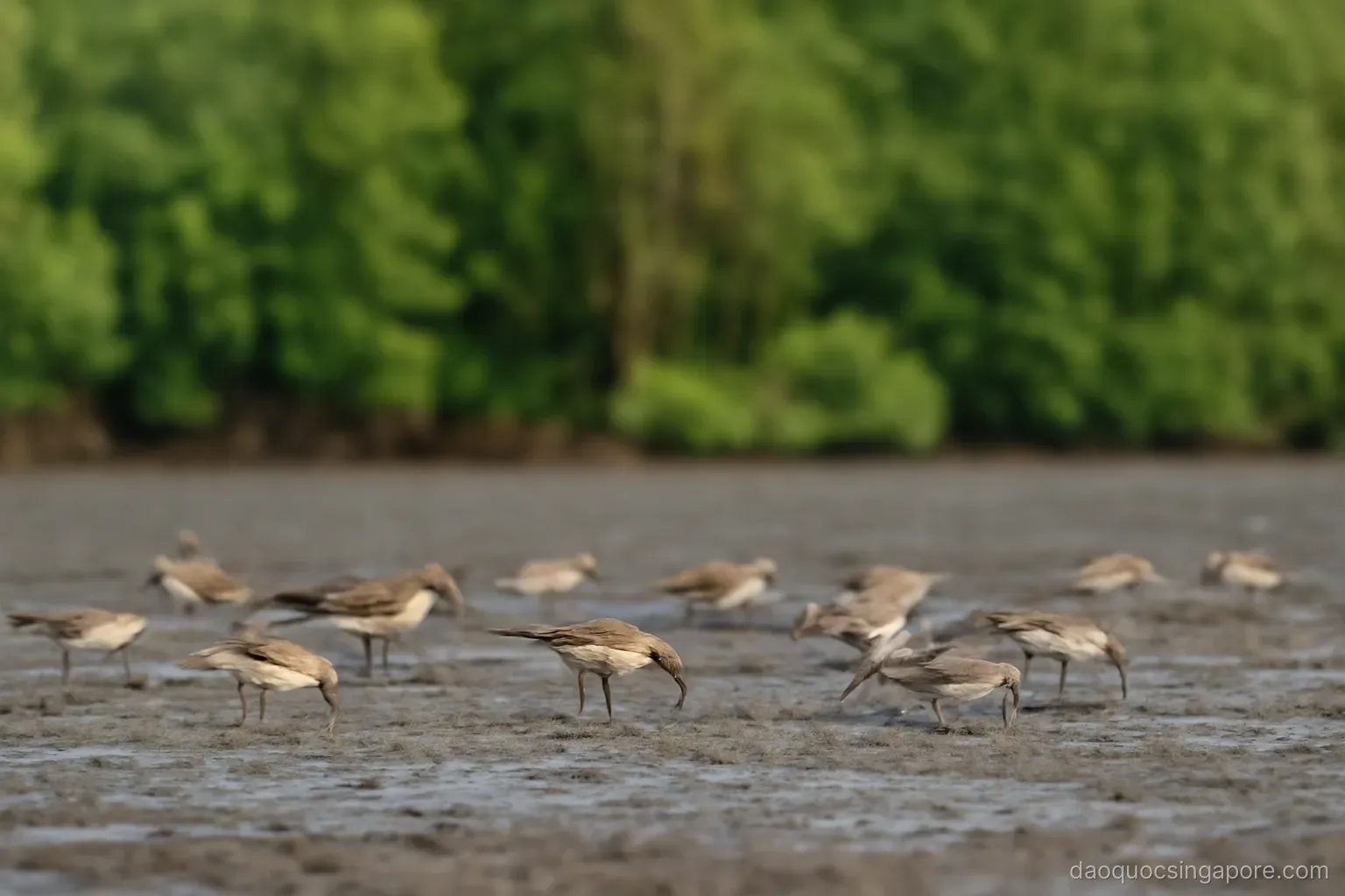 a flock of shorebirds feeding on exposed mudflats with dense green trees behind them